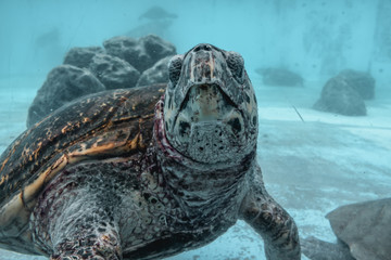Big sea turtle Kareta flowing in a sea water in Japan