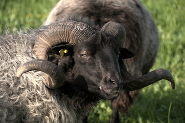 German Grey Heath (Graue Gehörnte Heidschnucke), sheep breed shot in Arbon, Switzerland