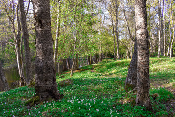 Spring in a forest by the river