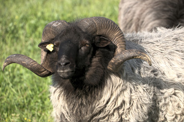 German Grey Heath (Graue Gehörnte Heidschnucke), sheep breed shot in Arbon, Switzerland