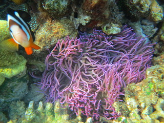 Naklejka na ściany i meble Arrecife de coral