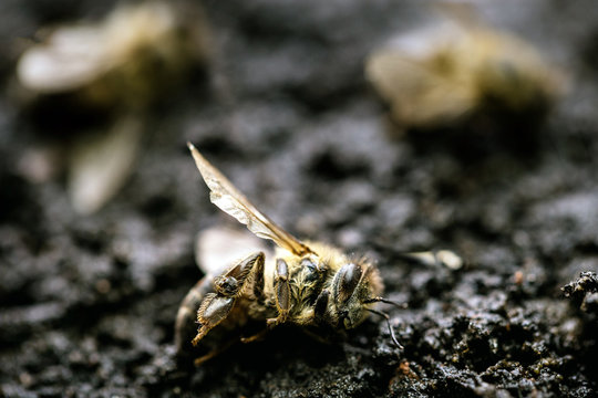 Macro image of a dead bee on a leaf of a declining beehive, plagued by the collapse of collapse and other diseases, use of pesticides in the environment and flowers.