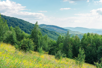 grassy forest glade on the hill in summer. wild flowers and herbs among the tall grass.  high deciduous trees around. nature scenery with cloudy sky. mountain range in the distance