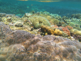 Arrecife de coral