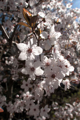 Ornamental cherry blossom in Arbon, Switzerland