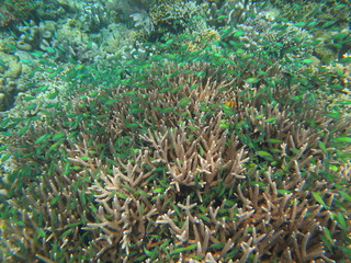 Fototapeta na wymiar Arrecife de coral