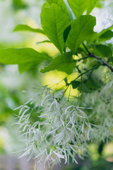 White fringe tree flowers in bloom in the Spring