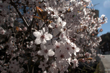 Ornamental cherry blossom in Arbon, Switzerland