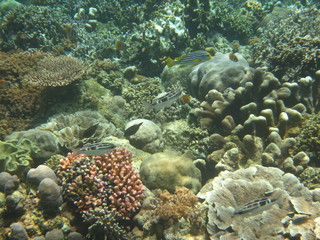 Buceando en Bunaken