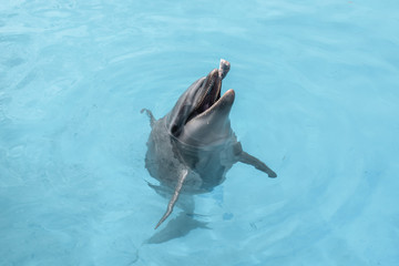 Cute dolphin playing with a piece of fish in Naha Okinawa Japan.