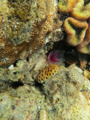 Buceando en Bunaken