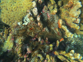 Buceando en Bunaken