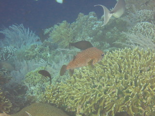 Buceando en Bunaken
