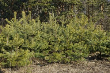 a row of small green coniferous pines in the dry grass in the forest