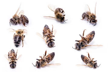 Foto op Plexiglas Bees in extermination, dead on the ground. Many dead bees on white background, conceptual image on pesticides and environmental risk. © RHJ