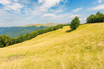 one tree on the meadow in high mountain landscape. beech forest around the hill. ridge in the distance. sunny afternoon weather in summer. location in the ukrainian Carpathians, svydovets range