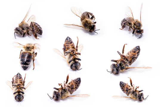 Bees in extermination, dead on the ground. Many dead bees on white background, conceptual image on pesticides and environmental risk.
