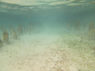 Buceando en Bunaken