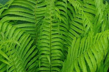 natural plant green texture from large green fern leaves