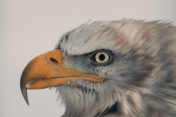 Portrait of a bald eagle