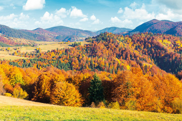 sunny autumn afternoon mountain scenery. trees in fall foliage on the hillside. green grassy meadow. ridge in the distance. bright weather with clouds on the blue sky