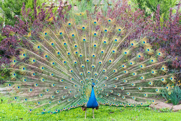 Obraz premium Close up male peacock with fully unfolded feathers of his tail