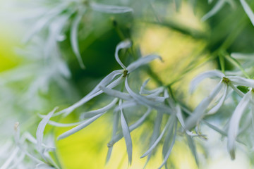White fringe tree flowers in bloom in the Spring