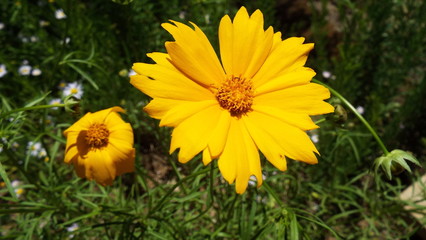 macro yellow