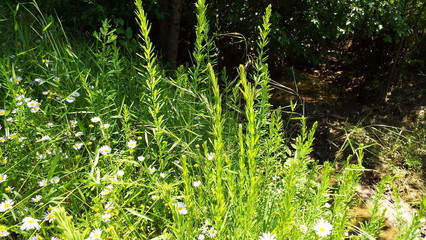 tall grass with flowers