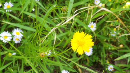 yellow flower with small white ones