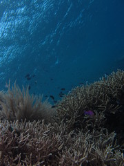 Fototapeta na wymiar Arrecife en indonesia