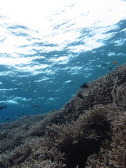 Arrecife en indonesia