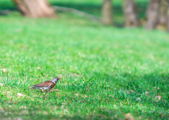 bird walks in the park