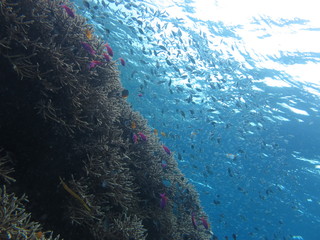 Arrecife en indonesia