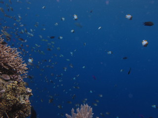 Fototapeta na wymiar Arrecife de coral en Bunaken