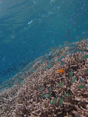 Plakat Arrecife de coral en Bunaken