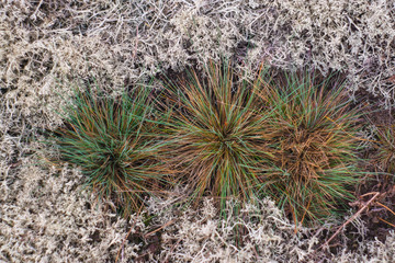 Closeup plants in the forest