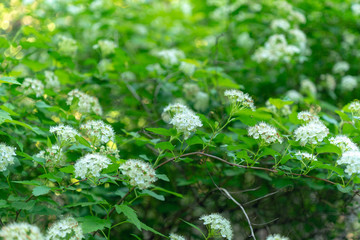 White ninebark flowers, physocarpus opulifolius, blooming in the Spring