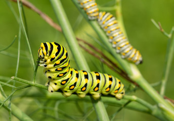 Fototapeta premium Last, fifth instar of a Black Swallowtail butterfly caterpillar eating a fennel stem, with two fourth instars in the background on the same plant