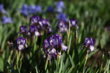 purple irises outdoor close up