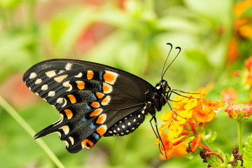 Eastern Black Swallowtail butterfly feeding on a yellow and orange lantana flower in summer garden, ventral view