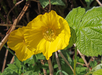 close up of two bright yellow welsh poppies with surrounding green leaves in spring sunlight