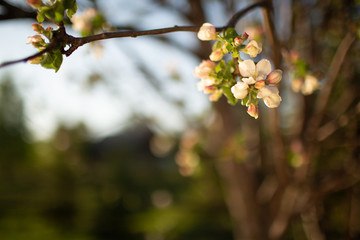 Apple tree branches in bloom against the evening blue sky