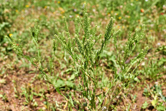 Close up of whole Least pepperwort or Virginia pepperweed, Lepidium virginicum, growing in West Central Texas