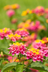 Obraz premium Brightly colored Lantana flowers blooming in summer