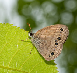 Little Wood Satyr butterfly resting on a leaf