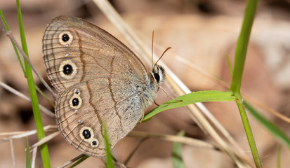 Ventral view of a Little Wood Satyr butterfly resting on a blade of grass in the woods