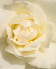 Closeup of a delicate white rose