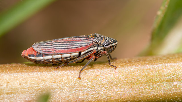 Cuerna costalis, Sharpshooter Leafhopper on milkweed stem