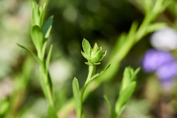 Macro Close up of Texas Sleepydaisy (Xanthisma texanum) prebloom flower bud.